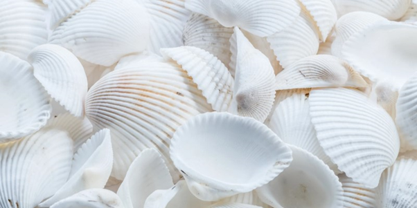 collection of white sea shells