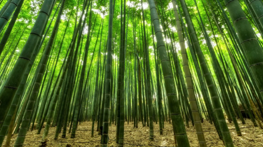 Bamboo tree forest