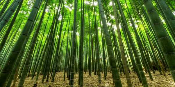 large bamboo forest