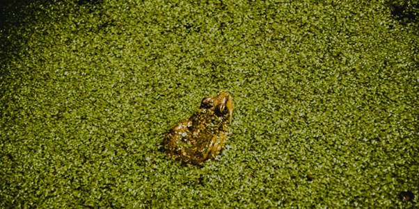 Frog amongst algae in a pond
