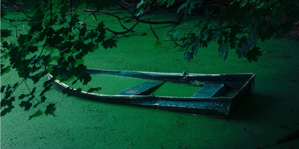 Abandoned boat covered in algae